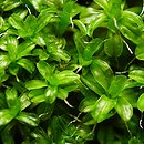 Syntrichia virescens (pędzliczek zielonawy)