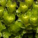 Tetraphis pellucida (czteroząb przeźroczysty)