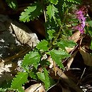 Teucrium chamaedrys (ożanka właściwa)