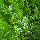 Platycladus orientalis (biota wschodnia)