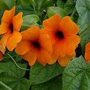 Thunbergia alata (tunbergia oskrzydlona)