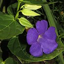 Thunbergia battiscombei