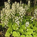 Tiarella (tiarella)