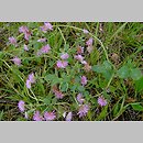 Trifolium resupinatum var. majus (koniczyna skręcona większa)