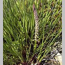Juncaginaceae (świbkowate)