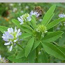 Trigonella caerulea (kozieradka błękitna)