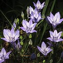 Triteleia laxa