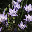 Triteleia