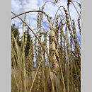Triticum spelta (pszenica orkisz)