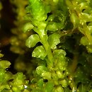 Tritomaria (trójłatek)