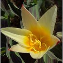 Tulipa Grupa '12) tulipany Kaufmanna'