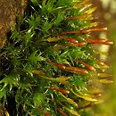 Ulota (nastroszek)