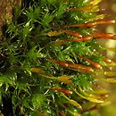 Ulota bruchii (nastroszek Brucha)