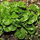Valerianella locusta var. oleracea (roszponka warzywna)