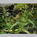 Veronica catenata (przetacznik wodny)