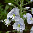 Veronica gentianoides (przetacznik goryczkowy)