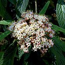 Viburnum rhytidophyllum (kalina sztywnolistna)