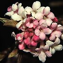 Viburnum farreri (kalina wonna)