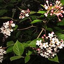Viburnum carlesii Juddii