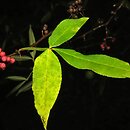 Zanthoxylum armatum