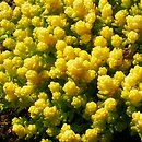 Sedum acre Yellow Queen