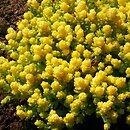 Sedum acre (rozchodnik ostry)