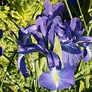 Xiphium (miecznik)