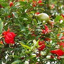 Punica granatum (granatowiec właściwy)