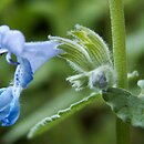Nepeta racemosa (kocimiętka groniasta)