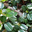 Cotoneaster rotundifolius (irga okrągłolistna)