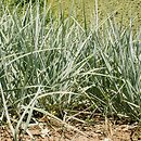 Elymus glaucus (wydmuchrzyca sina)
