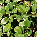 Cotoneaster procumbens Streib's Findling