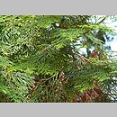 Thuja standishii (żywotnik japoński)