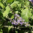 Salvia virgata (szałwia rózgowata)