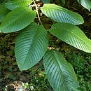 Rhamnus (szakłak)