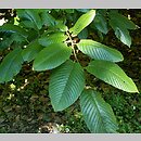 Rhamnus imeretina
