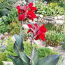 Canna (paciorecznik)