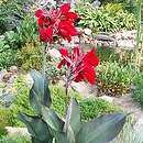 Canna indica hort. (paciorecznik ogrodowy)