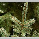 Picea ×mariorika