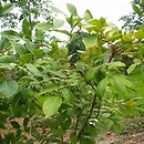 Toxicodendron vernix (sumak trujący)