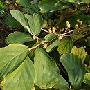 Hamamelis vernalis (oczar wiosenny)