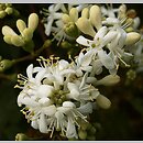 Heptacodium (heptakodium)