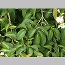 Heptacodium jasminoides