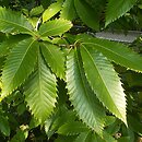 Castanea dentata