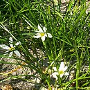 Zephyranthes (zefirant)