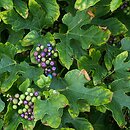 Ampelopsis glandulosa (winnik zmienny)