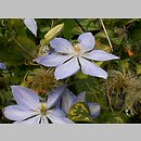 Clematis Mrs. Cholomondeley