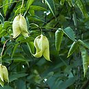 Staphylea colchica (kłokoczka kaukaska)