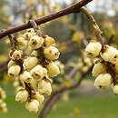 Stachyurus praecox (stachiurek wczesny)