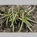 Plantago alpina